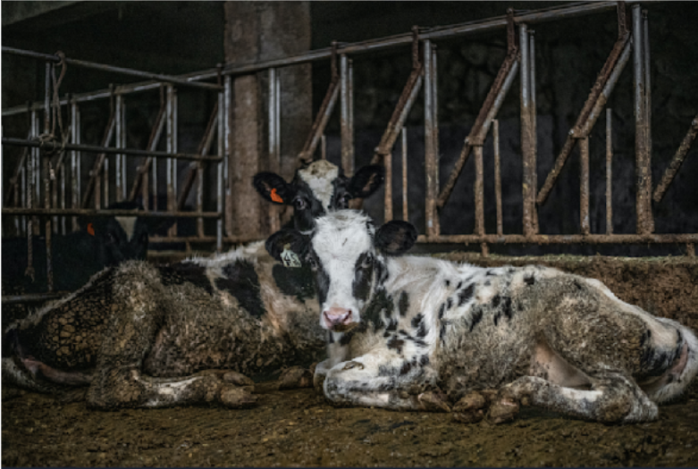 Two cows laying down in a small dirty cage, next to other similar cages with more cows.